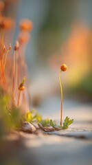 A delicate, orange-toned blossom stands out against a soft, blurred background of other small flowers and greenery, bathed in warm sunlight.