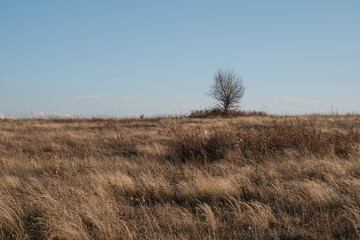 Obraz premium Autumn landscape: lonely tree in field with dry grass against clear blue sky