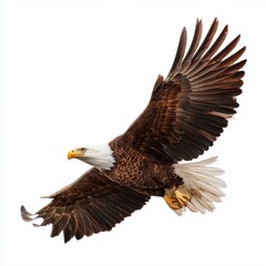 Obraz premium Majestic Bald Eagle in Flight , PNG isolated cut out image