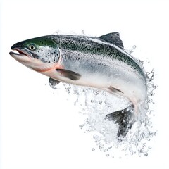 Obraz premium Majestic Salmon Leaping into the Air , PNG isolated cut out image