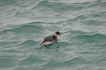 Black-necked Grebe a waterfowl seabird swims on the sea waves water nature fauna
