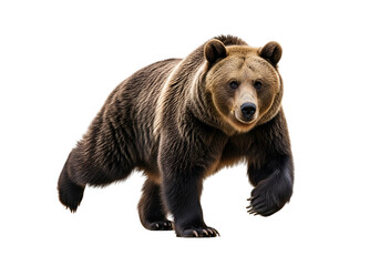 Obraz premium A brown bear, powerfully built and alert, strides confidently against a stark black background.