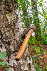 Rustic axe embedded in a birch tree in a forest setting