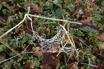 frozen spider web
