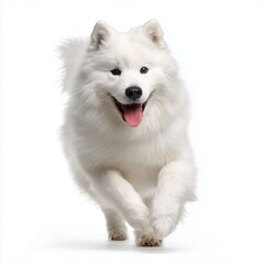 Obraz premium Playful White Dog in Action , PNG isolated cut out image