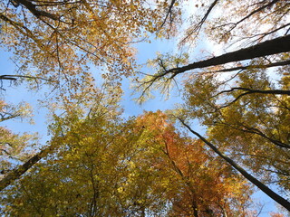 Colorful deciduous trees, during the autumn season. Woodland forest, Bombay Hook National Wildlife Refuge, Kent County, Delaware. Natural background.