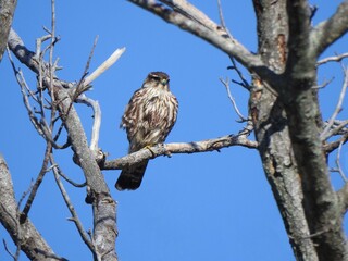 A merlin, bird of prey, perched on a branch, under a blue sky. Woodland forest, Bombay Hook National Wildlife Refuge, Kent County, Delaware.