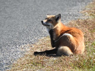 Fototapeta premium A red fox, sitting on the grass, scratching itself. Bombay Hook National Wildlife Refuge, Kent County, Delaware. 