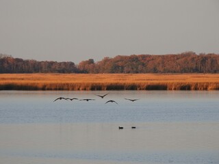 The natural beauty of the wetlands, in the evening, as the sun begins to set. Bombay Hook National Wildlife Refuge, Kent county, Delaware.   
