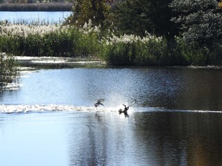 A pair of male, Mallard ducks fighting, splashing through the wetland waters of the Bombay Hook National Wildlife Refuge, Kent County, Delaware. 