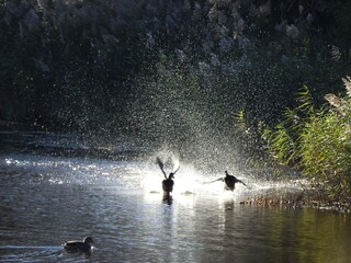 A pair of male, Mallard ducks fighting, splashing through the wetland waters of the Bombay Hook National Wildlife Refuge, Kent County, Delaware. 