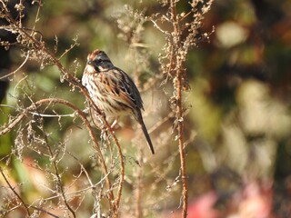 A song sparrow, perched on the small branch of a horseweed plant. Autumn season, Bombay Hook National Wildlife Refuge, Kent County, Delaware. 