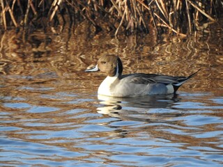 A male, northern pintail, swimming within the wetland waters of the Bombay Hook National Wildlife Refuge, Kent County, Delaware. 