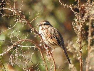 A song sparrow, perched on the small branch of a horseweed plant. Autumn season, Bombay Hook National Wildlife Refuge, Kent County, Delaware. 