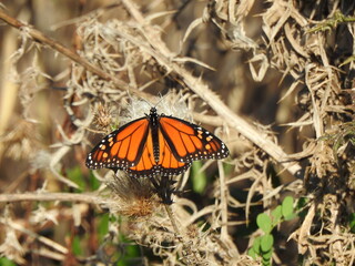 A monarch butterfly, perched on a thistle plant, during the autumn season. Bombay Hook National Wildlife Refuge, Kent County, Delaware.