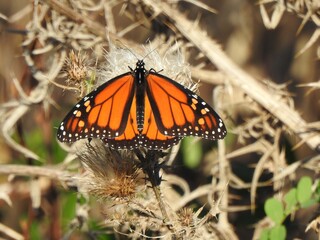 A monarch butterfly, perched on a thistle plant, during the autumn season. Bombay Hook National Wildlife Refuge, Kent County, Delaware.