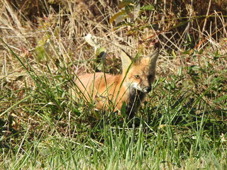A red fox, enjoying a beautiful autumn day. Bombay Hook National Wildlife Refuge, Kent county, Delaware. 