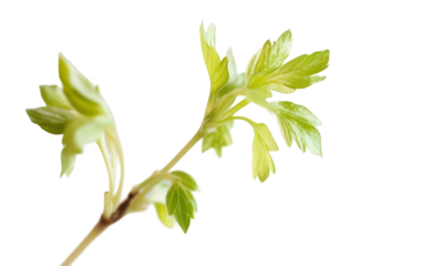 Young green plant freshly sprouted as a symbol of springtime balance purity and environmental harmony isolated on transparent background PNG
