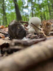 Young puffball mushrooms in the forest floor