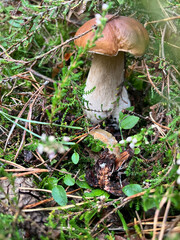 Beautiful brown boletus during mushroom picking in polish forest, 