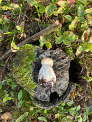 Beautiful brown boletus during mushroom picking in polish forest, 