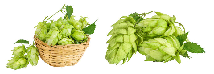 Hop cones in wicker basket isolated on white background. Beer brewing ingredients