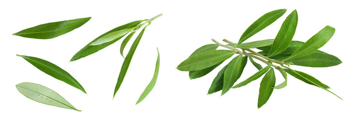Olive green leaves isolated on white background. Top view. Flat lay.