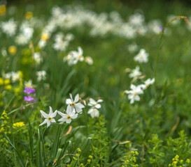 Narcisses sauvages sur le plateau de Retord à Brénod, Ain, France
