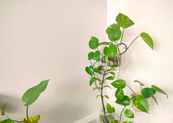 Devil's ivy plant are growing on decorative steel stand in the corner of white cement wall outside of home 