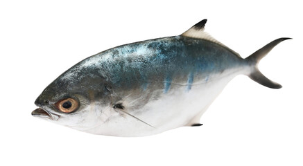 Leerfish or garrick, Lichia amia, isolated on white background, clipping path