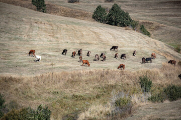 Obraz premium herd of cows in field