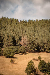landscape with trees and mountains
