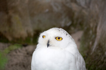 Portrait of a Snowy Owl with Yellow Eyes, 
Porträt einer Schneeeule mit gelben Augen