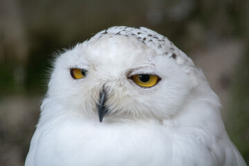 Portrait of a Snowy Owl with Yellow Eyes, 
Porträt einer Schneeeule mit gelben Augen