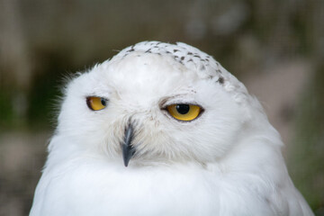 Portrait of a Snowy Owl with Yellow Eyes, 
Porträt einer Schneeeule mit gelben Augen