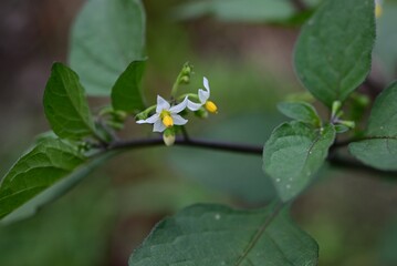 Black nightshade (Solanum nigrum) flowers and berries. Solanaceae annual plants. White flowers bloom in summer and the berries ripen from green to black.