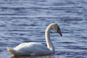 cygnus olor with an elegant posture, Cygnus olor ,close up of an elegant mute swan on a shimmering blue lake with gentle waves, a swan, slightly blurred between bushes on a blue lake