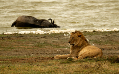 Fototapeta premium Lion resting by a lakeshore with a dead wildebeest in the water, depicting predator and prey in the Ngorongoro Crater, Tanzania.