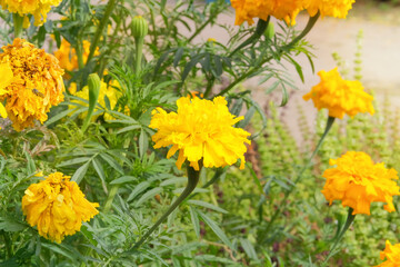Marigold plant with yellow flowers is growing in cottage garden. Emphasizing the beauty and details. Gardening concept.