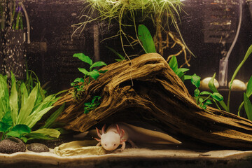 Pink axolotl in a natural planted freshwater tank (ambystoma mexicanum)