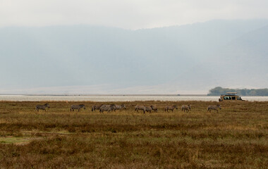 Herd of zebras grazing on open savannah with safari vehicle in the background in Ngorongoro Crater, Tanzania.