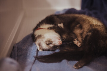 Adorable ferret baby hanging out in home setup, care guide for exotic pets