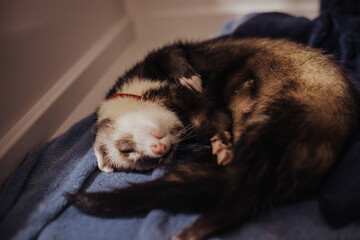 Adorable ferret baby hanging out in home setup, care guide for exotic pets