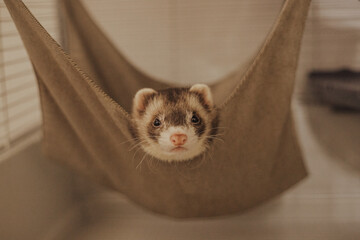 Plakat Adorable ferret baby hanging out in home setup, care guide for exotic pets