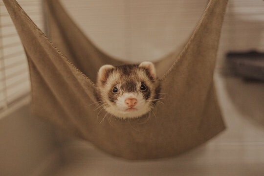 Adorable ferret baby hanging out in home setup, care guide for exotic pets