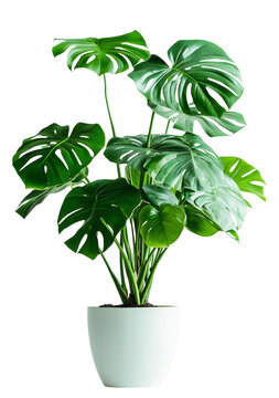 A large green plant with large leaves sits in a white pot