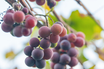 A bunch of red grapes on a branch in the garden