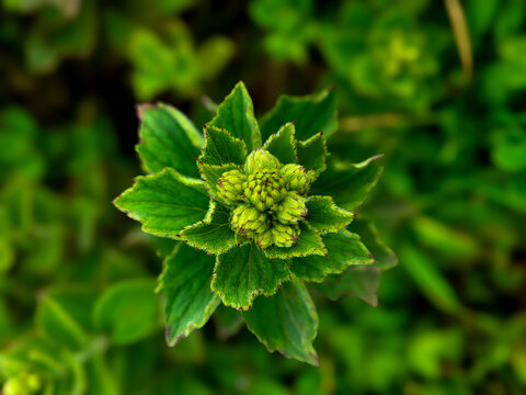Topli Karvi(Strobilanthes sessilis)