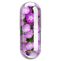 hankhpushpi (Convolvulus pluricaulis) Herbal Extract in Clear Transparent Capsule Isolated PNG
