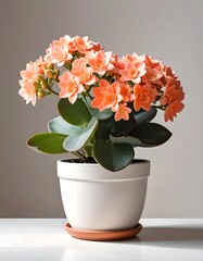 A peachy plant in a pot